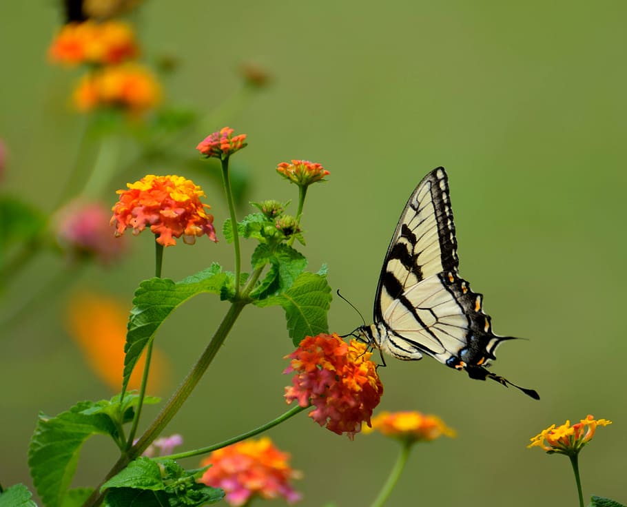 Eastern tiger swallowtail butterfly perched on yellow and orange lantana flower HD wallpaper