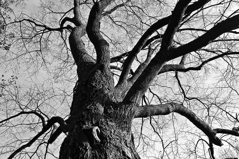 tree, branches, gnarled, twisted, bare tree, deciduous, autumn HD wallpaper