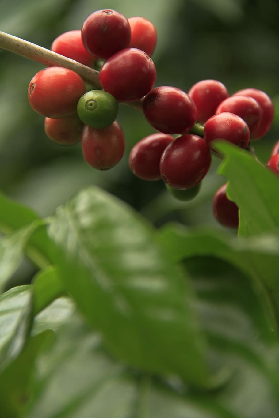 Coffee, Fruit, Plant, Nature, Food, green leaves, coffee grains HD wallpaper