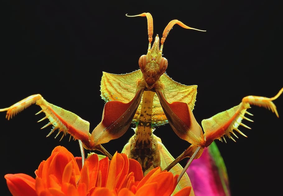 insect, macro, close-up, praying mantis, flowering plant, petal, HD wallpaper