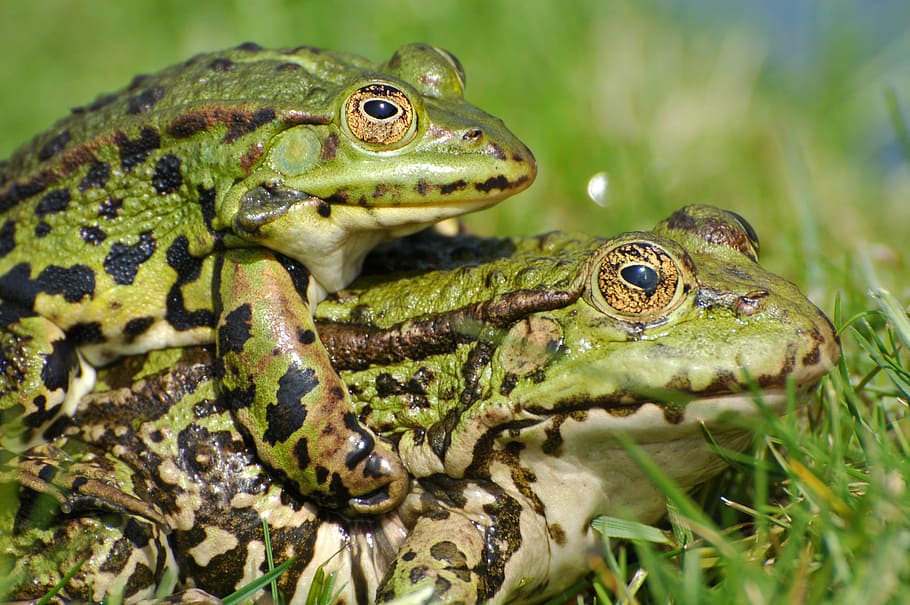 frog, toad, animal, animals, water, pond, nature, couple, forest HD wallpaper