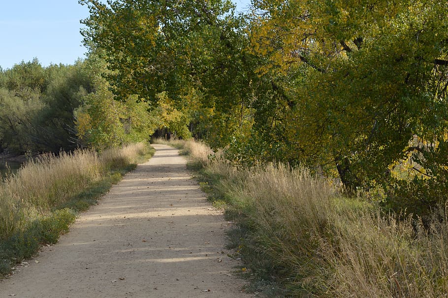 path, trees, fall, forest, forest landscape, outdoor, fall trees HD wallpaper