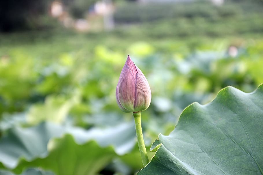 Lotus, Bloom, Blooming, Flower, bud, aquatic, plant, pink, nature HD wallpaper