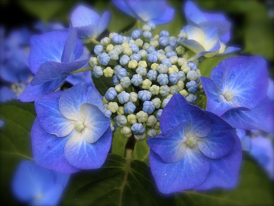 hydrangea, blue hydrangea, flower, greenhouse hydrangea, inflorescence HD wallpaper