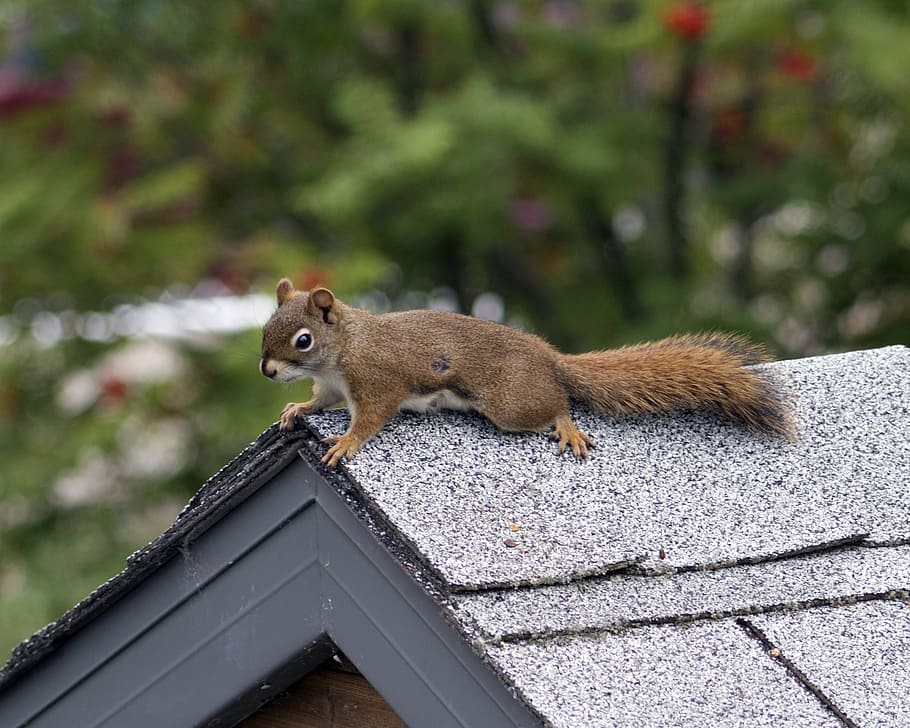 squirrel, wildlife, nature, small, creature, animal, rodent HD wallpaper