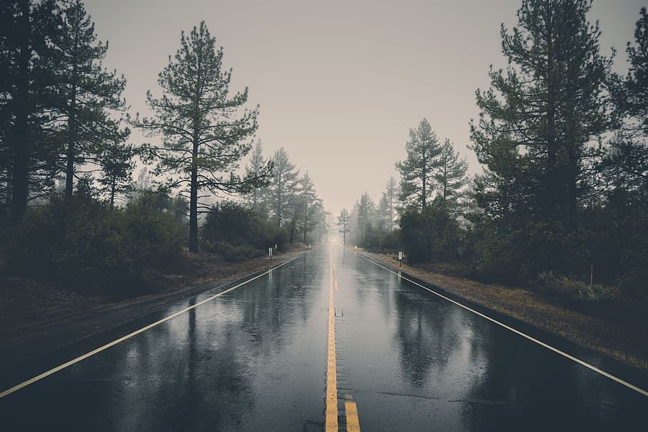 gray asphalt road, rural, pavement, rain, wet, raining, trees HD wallpaper
