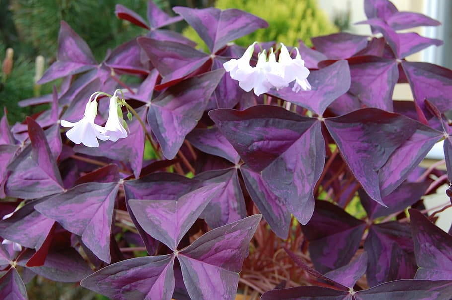 Triangular, Clover, Plant, pizdobol triangular, purple, nature HD wallpaper