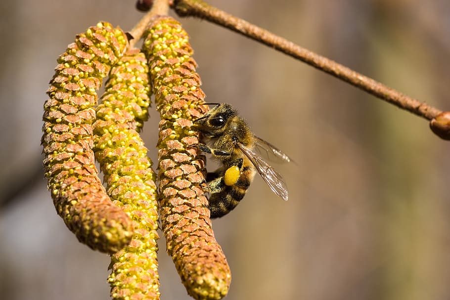nature, outdoor, plant, bug, animal themes, one animal, animal wildlife HD wallpaper