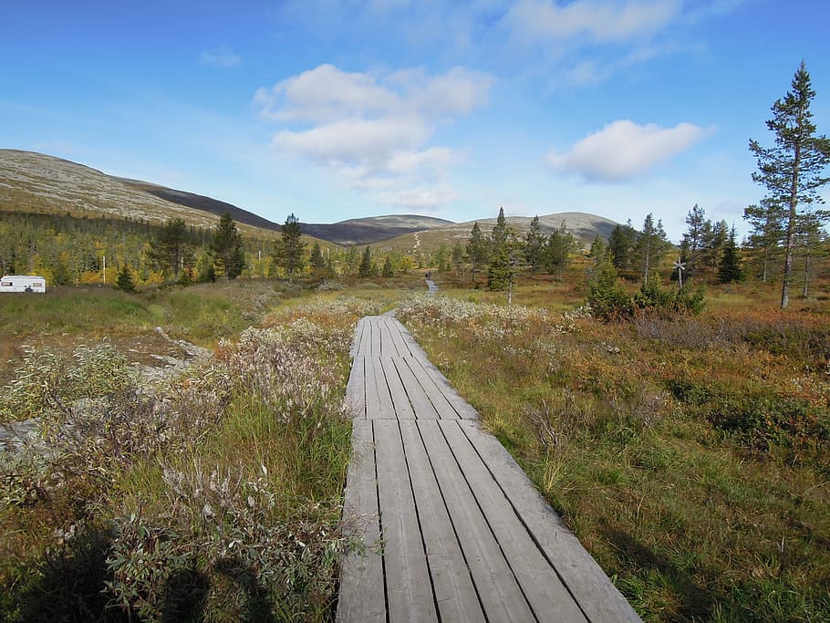 brown wooden path between trees, Lapland, Duckboards, Landscape, HD wallpaper