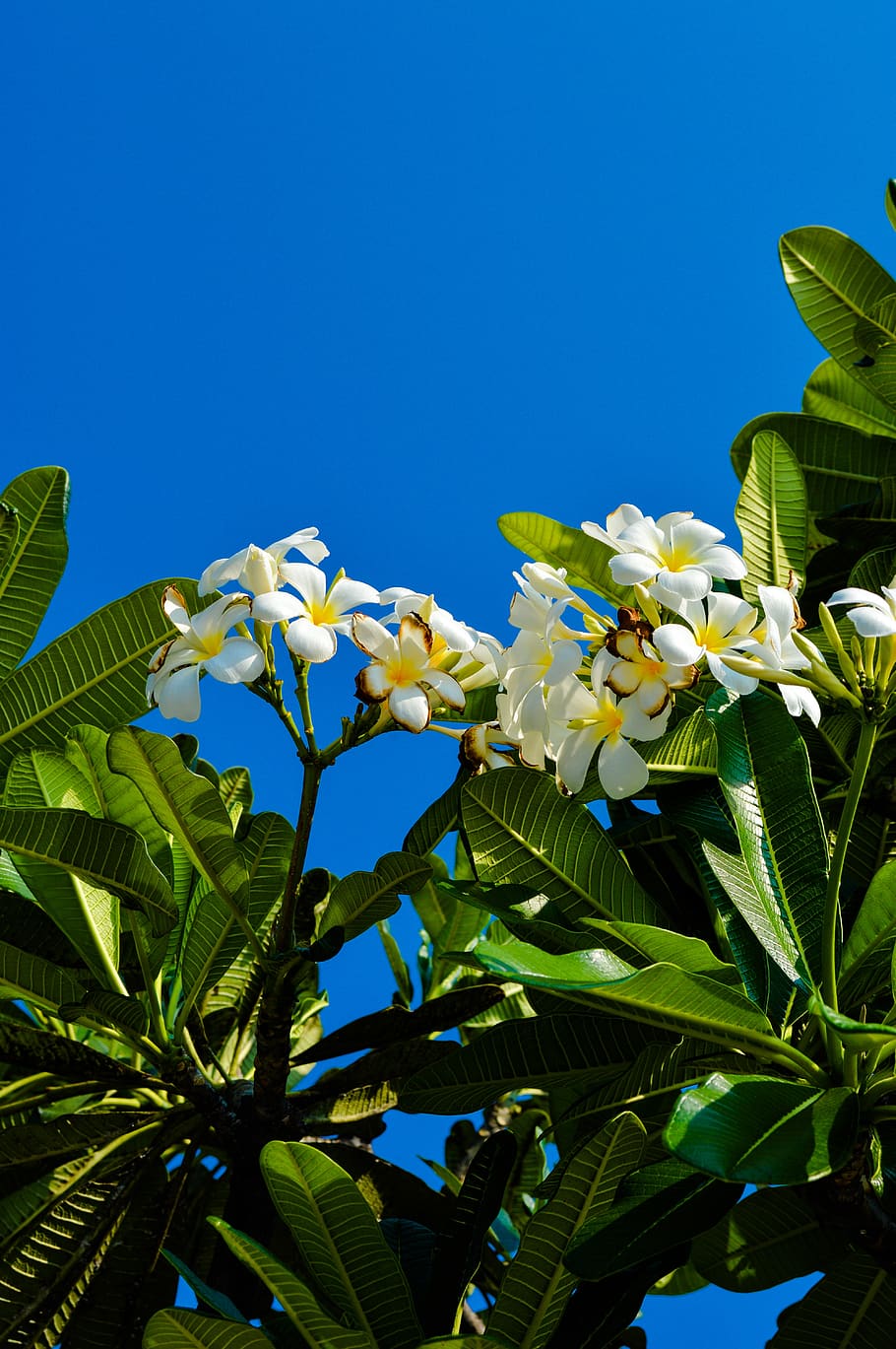 asia, east, flowers, bloom, flowering tree, thailand, foliage, HD wallpaper