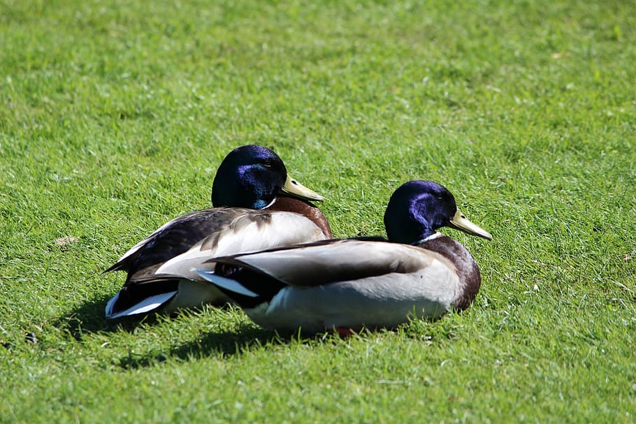 duck, animals, fly, feather, park, plant, aue, meadow, bird HD wallpaper