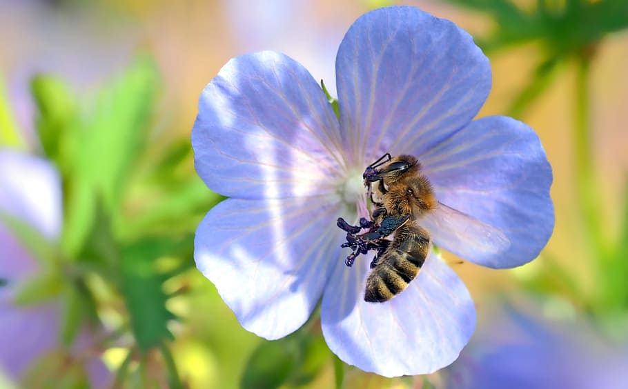 insect, plant, nature, flower, flowering plant, invertebrate HD wallpaper