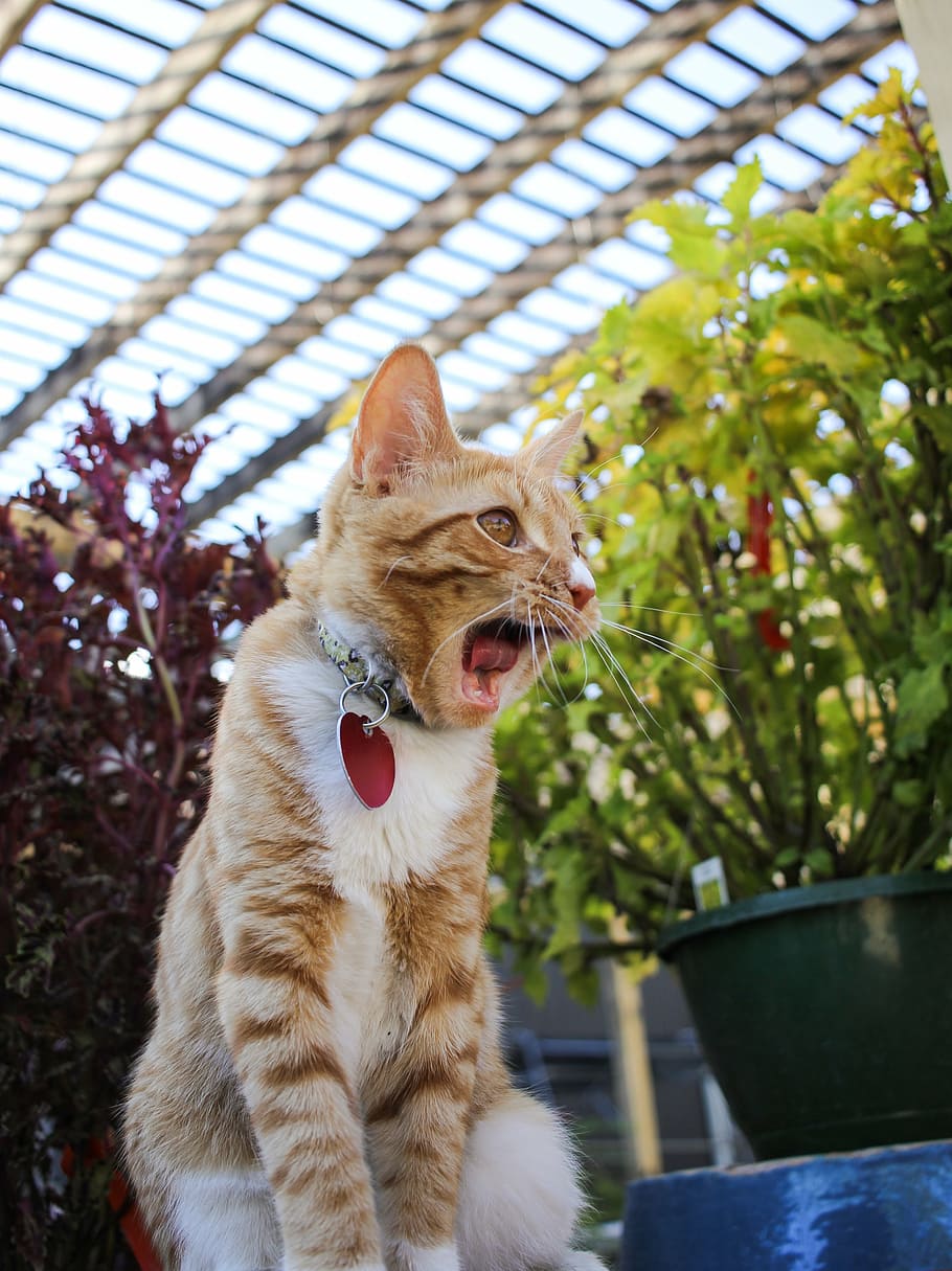 cat, yawning, kitten, one animal, animal themes, mammal, domestic animals HD wallpaper