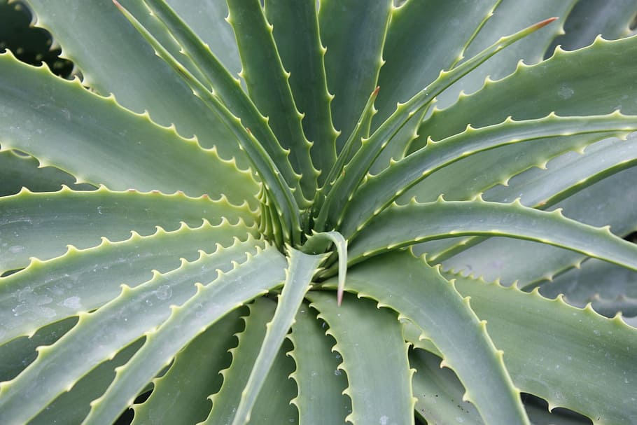 plant, green, aloe, foliage, nature, growth, natural, life, HD wallpaper