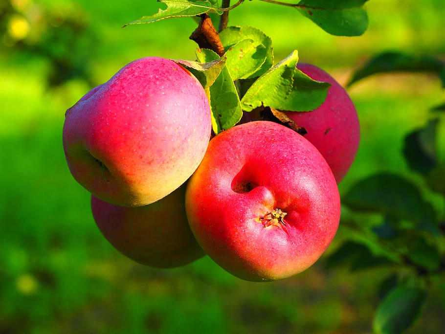 apple, apple tree, fruit, red, ripe, fruits, frisch, healthy HD wallpaper