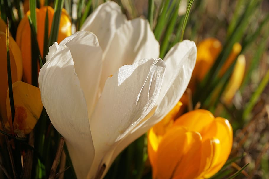 crocus, flower, blossom, bloom, spring, nature, white, spring flower HD wallpaper
