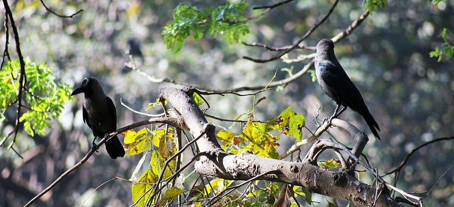 crows, branches, bird, black, twig, tree, perched, nature, raven HD wallpaper