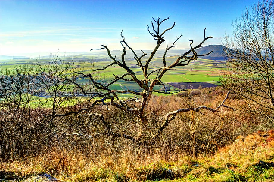 Plant, Dead Tree, Landscape, dead plant, clouds, dead wood HD wallpaper