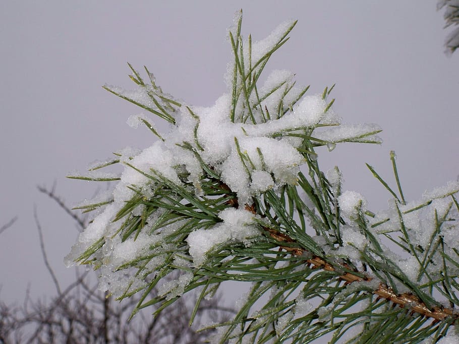 Winter, Tree, Frost, Snow, Snowy, Wintry, nature, christmas HD wallpaper