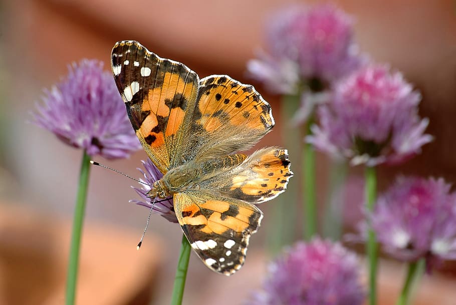 insect, butterfly, garden, flower, flowering plant, animal themes HD wallpaper