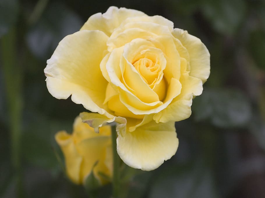 rose, yellow, flower, flowering plant, beauty in nature, vulnerability HD wallpaper