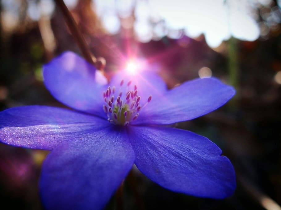close-up photography of blue petaled flower, nature, summer HD wallpaper