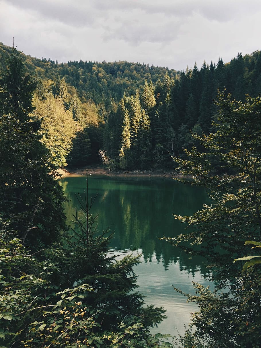 body of water surrounded by trees during daytime, body of water surrounded by trees HD wallpaper