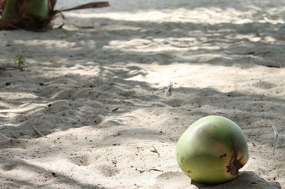 beach, coconut, sand, tropical, vacation, coconut tree, sunny HD wallpaper
