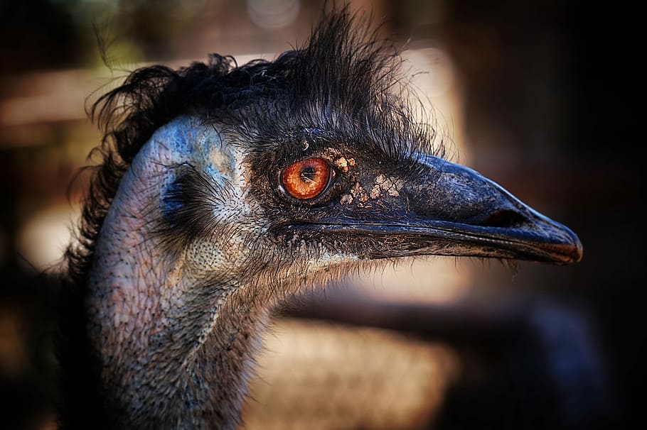 close-up photo of ostrich, close-up photo of black bird with long beak HD wallpaper