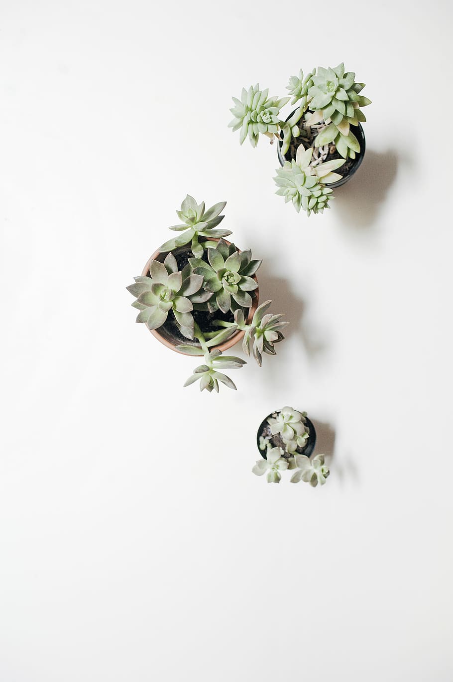 three green succulents in pots on white surface, gray, plants HD wallpaper