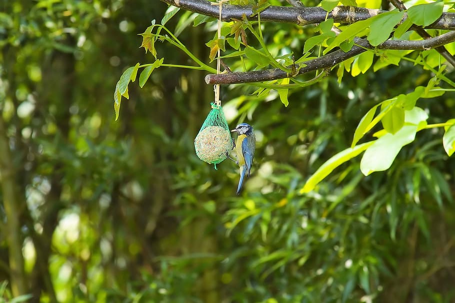Walnut Tree, Bird, Tit, Fat Balls, Eat, hunger, cute, garden HD wallpaper