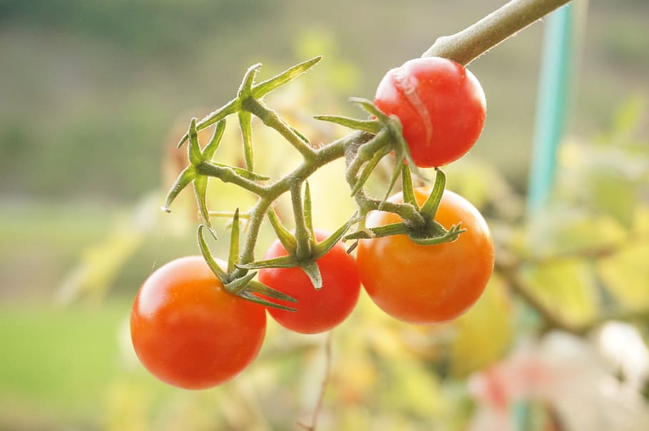 vegetables, tomato, red, food and drink, fruit, healthy eating HD wallpaper