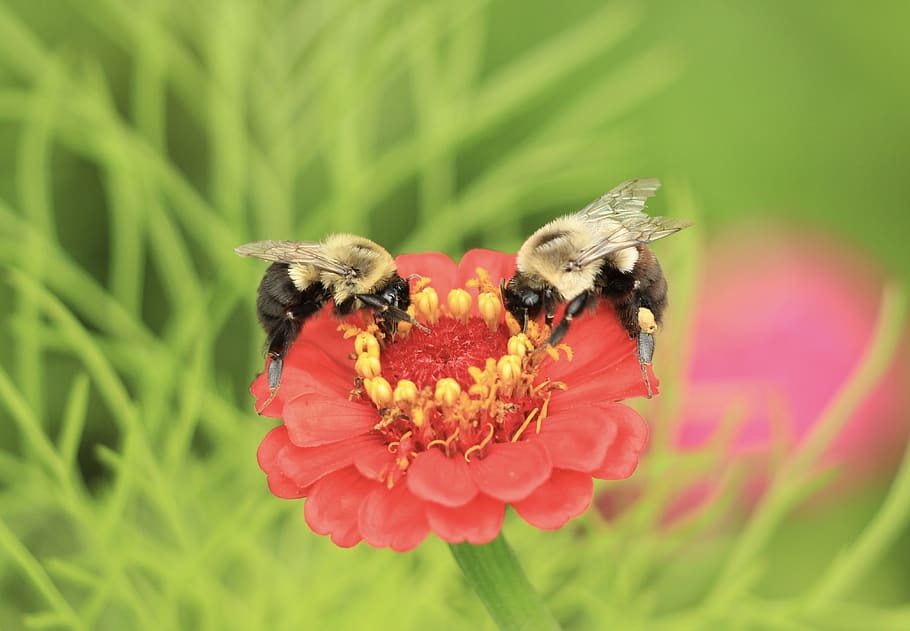 bees, flower, nature, pollen, bloom, flowering plant, invertebrate HD wallpaper