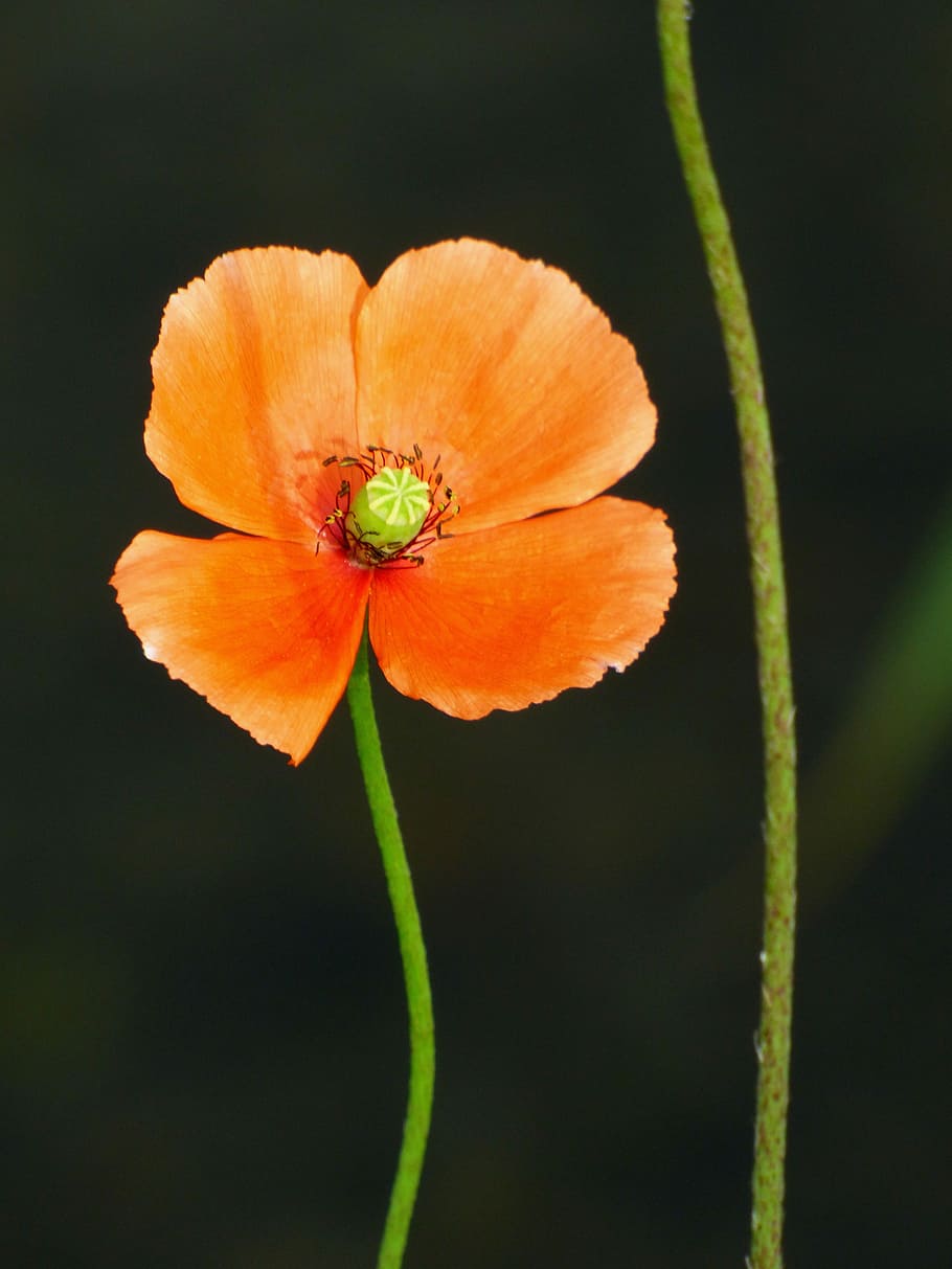 poppy, nature, flower, fields, spring, wild flower, flowering plant HD wallpaper