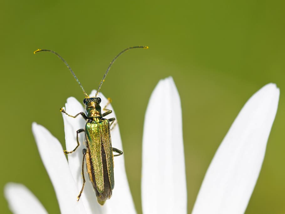 cantharis, insect, macro, one animal, animal themes, animals in the wild HD wallpaper