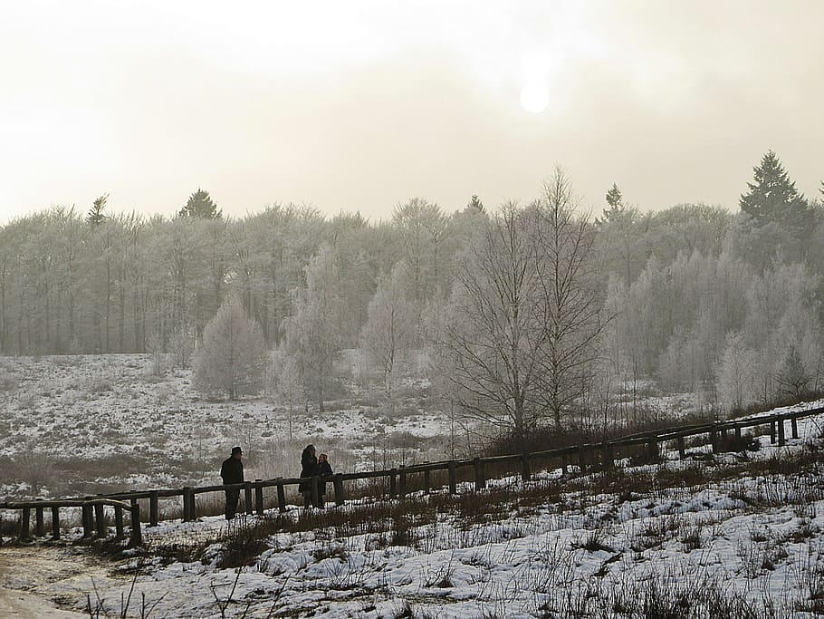 Trap, Forest, Winter, Snowy, Fog, Sun, cold, white, winter landscape HD wallpaper
