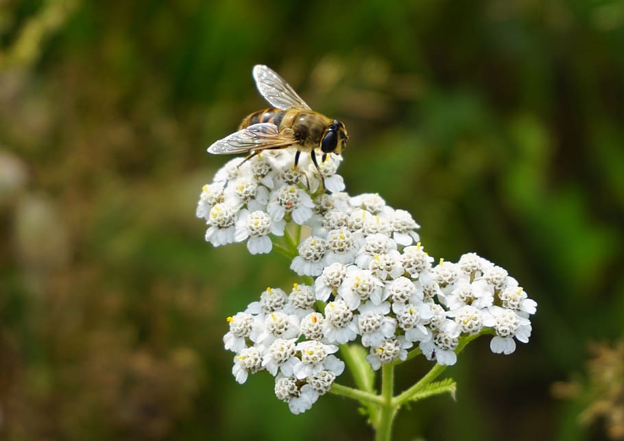 Bee, Pollen, Sprinkle, Insect, Close, garden, wing, collect HD wallpaper