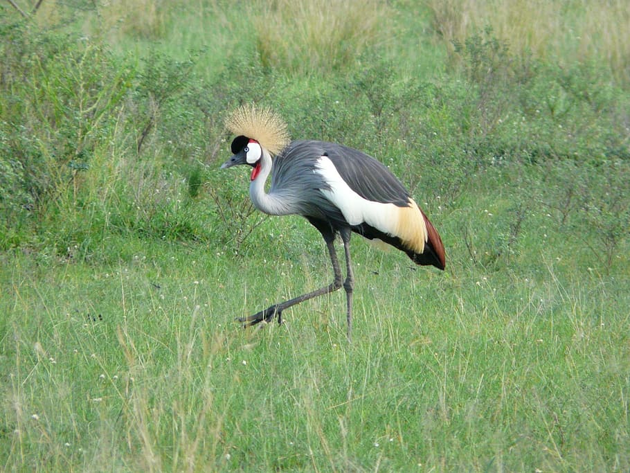 Crested, Crane, Uganda, Bird, African, wildlife, animals in the wild HD wallpaper