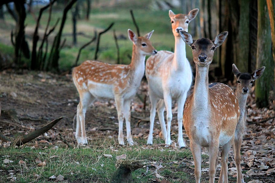 Wild, Forest, Nature, Fallow Deer, forest nature, animal, roe deer HD wallpaper