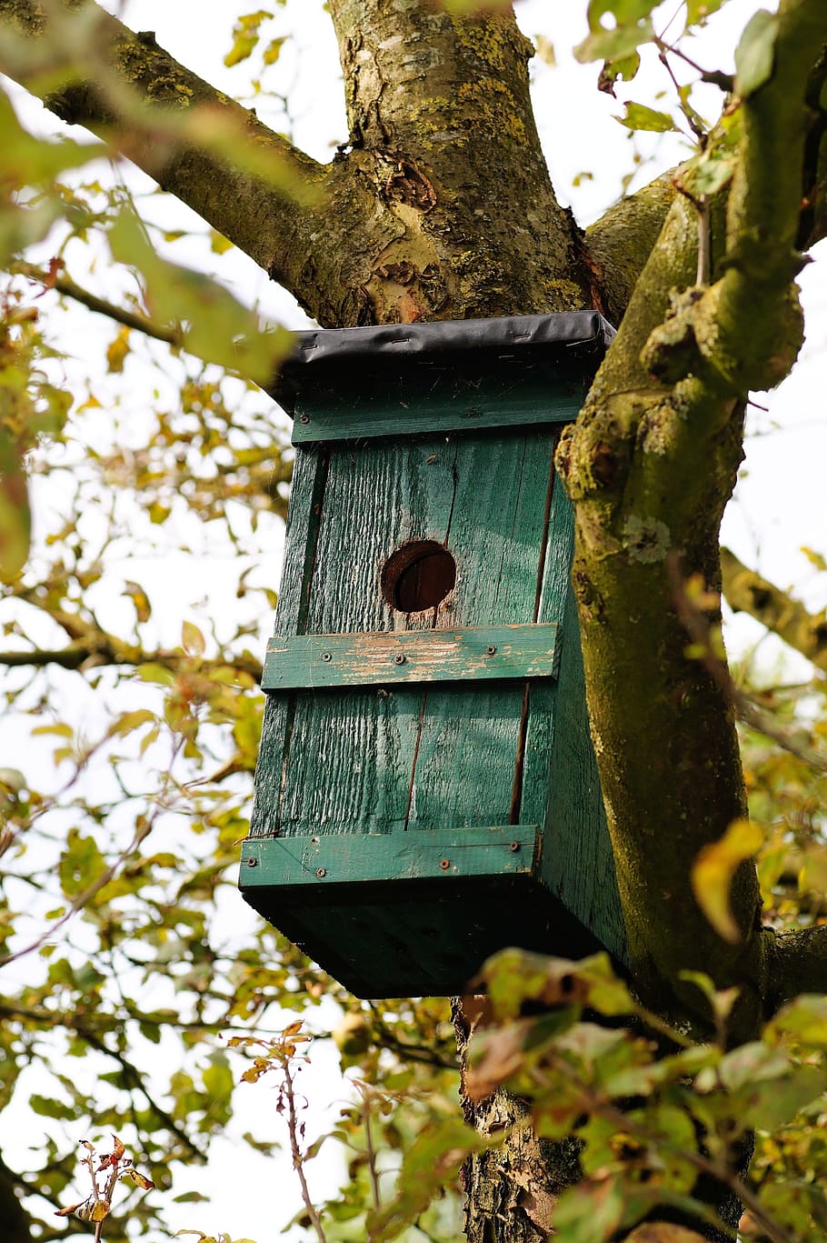 aviary, nesting place, tree, aesthetic, branches, bird feeder HD wallpaper