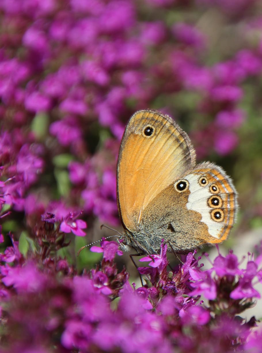 butterfly, public record, insect, nature, butterfly - Insect HD wallpaper