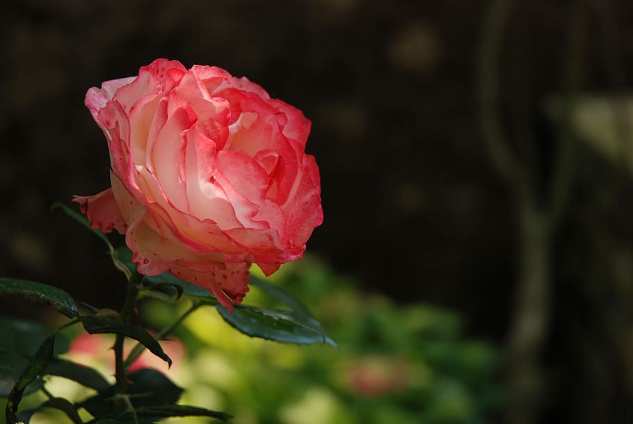 flower, nature, rose, leaf, flora, beauty in nature, flowering plant HD wallpaper