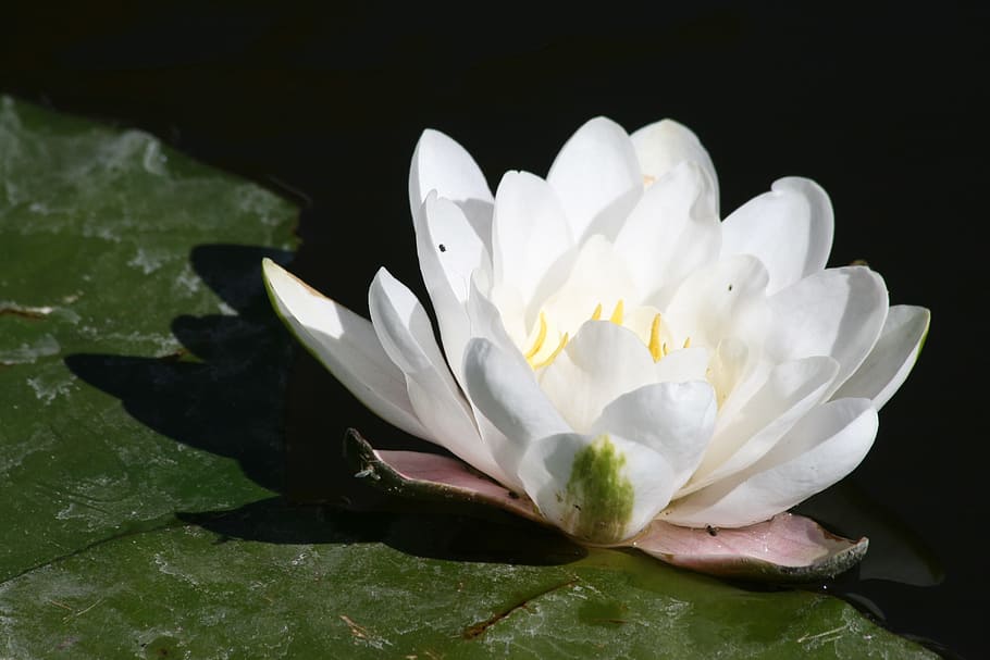 HD wallpaper: Water Lily, Lily, Flower, Sunlight, Pond, bloom, white