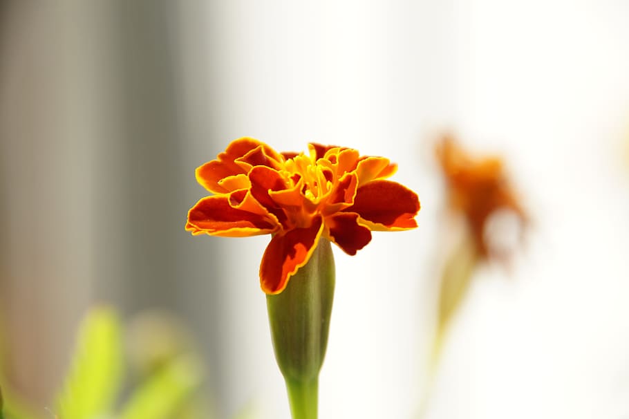 flowers, plant, macro, flowering plant, freshness, beauty in nature HD wallpaper