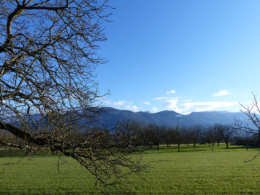 Landscape, Tree, Field, Walnut, field walnut, nature, no people HD wallpaper