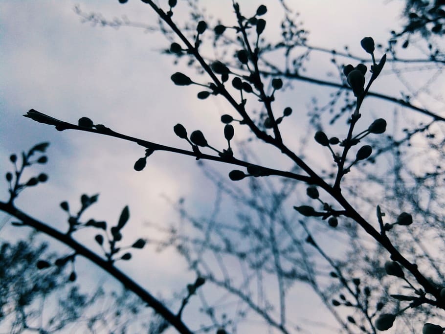 Spring, Bloom, Flowers, Trees, Nature, garden, sakura, closeup HD wallpaper