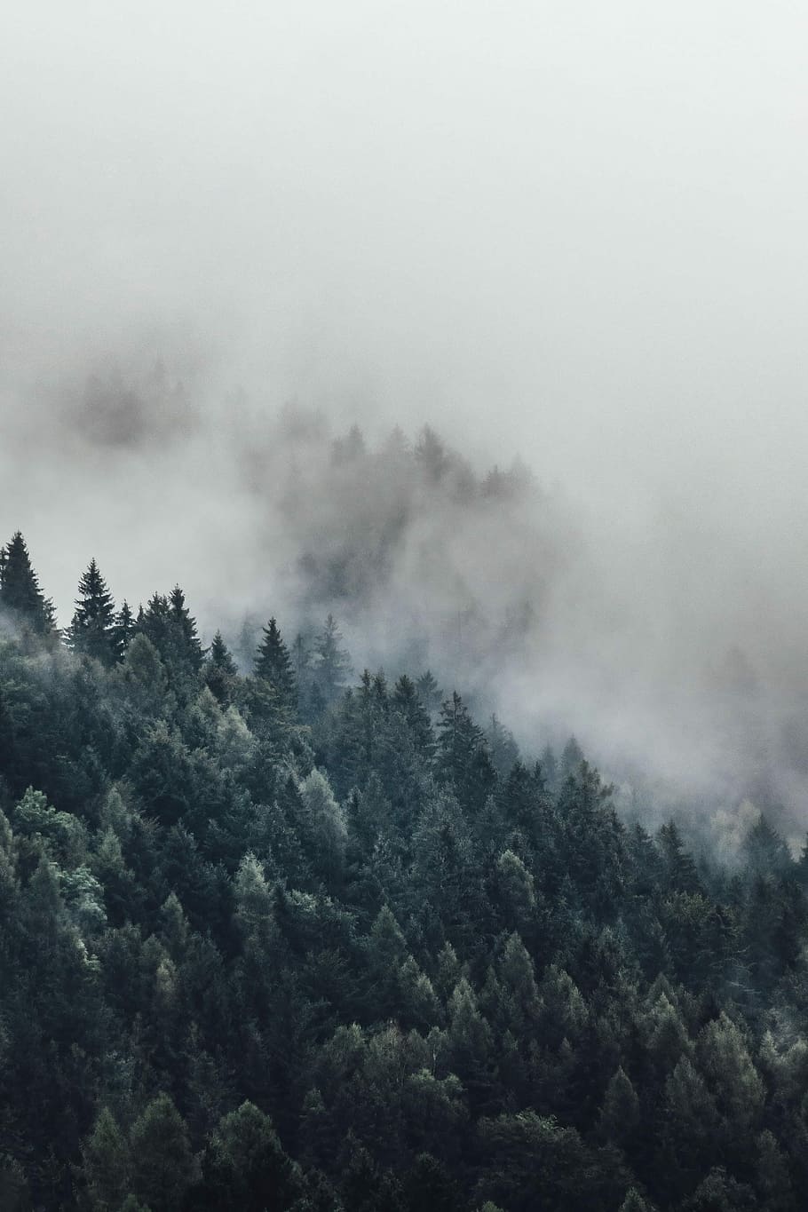 bird's eye photography of tall trees surrounded with fogs, green trees covered with fogs at daytime HD wallpaper