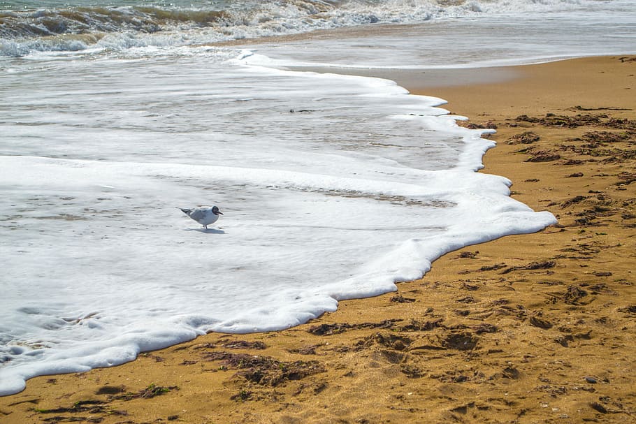 sea, wave, sand, seagull, theodosius, land, beach, water, surfing HD wallpaper