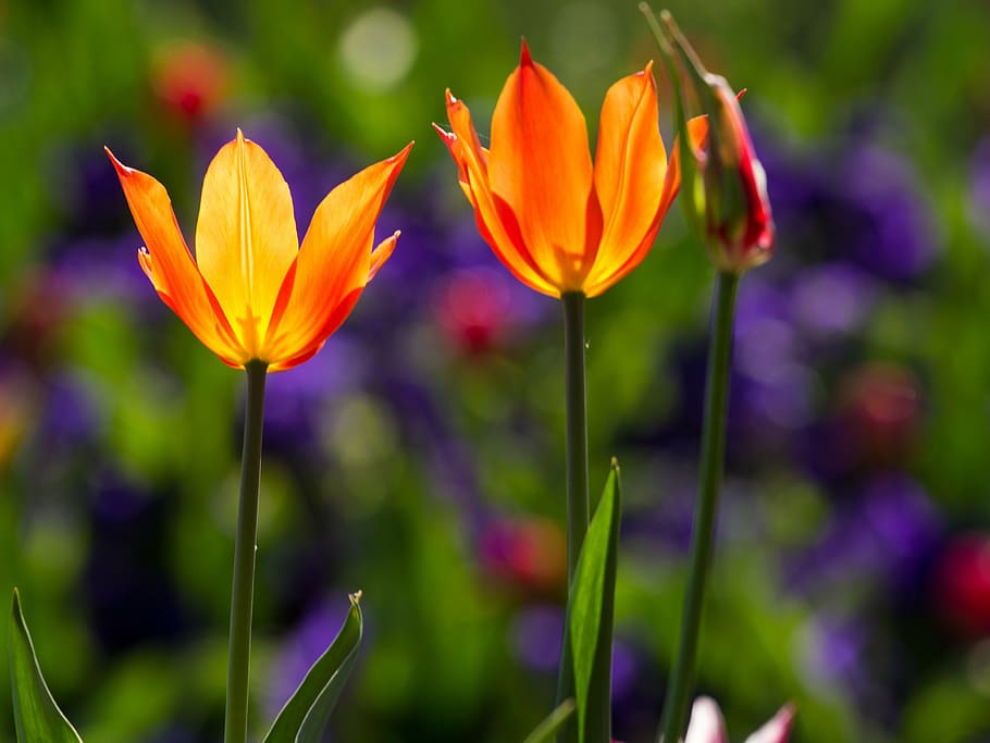 tulips, spring, light, colorful, flowers, macro, flowering plant HD wallpaper