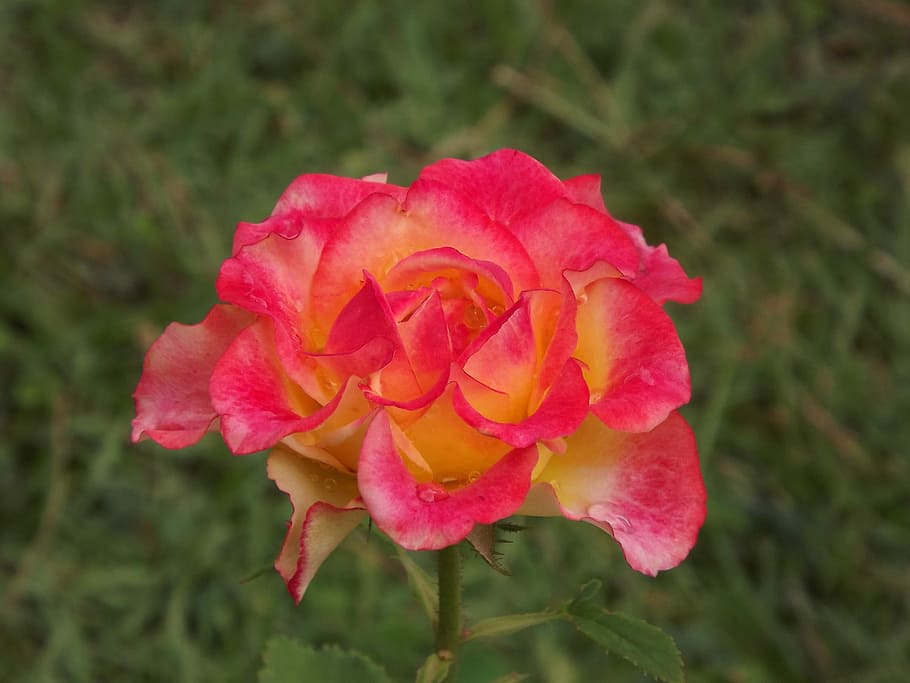 Flower, Nature, rosa, petal, growth, flower head, fragility HD wallpaper